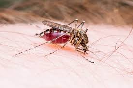 Image result for images for a mosquito loaded with blood