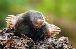 Why is it called a mole?