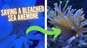 how to save a bleached anemone new