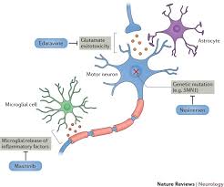 motor neuron disease