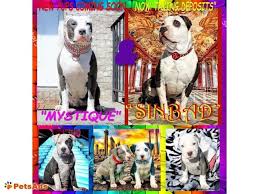 Xl pitbull puppies an team of dedicated temperament breeding dog lovers. Blue Nose Pitbull Puppies Pitbull Puppies For Sale Puppies Blue Nose Pitbull Puppies