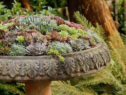 Succulent Containers For Your Garden