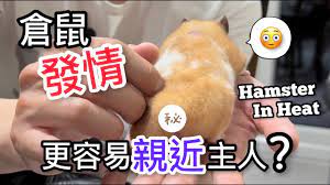 倉鼠發情，主人更容易親近倉鼠? 看見這些徵狀就知道倉鼠想交配了! Secrets of Hamster in Heat (中文字幕+Eng Sub)  - YouTube