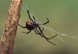 Black widow spiders are known around the world for eating their males after mating. Hair Raising Facts About The Black Widow Spider Animal Sake