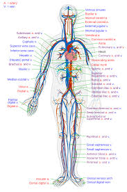 The human cardiovascular system is made up of the heart, the blood it pumps, and the blood vessels, veins and arteries, through which the blood travels. Circulatory System Wikipedia