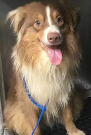 Usda licensed commercial breeders account for less than 20% of all breeders in the country. Over 40 Adorable Australian Shepherd Dogs Were Rescued In Reynoldsburg And Now They Re In Need Of New Homes