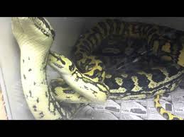 carpet python breeding tail wagging