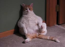 top 10 fat cat breeds cat breeds