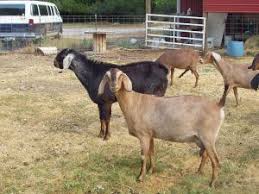 Goat Breeds Nubian Goats