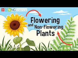 flowering and non flowering plants