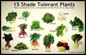 Shade Tolerant Vegetables Portland