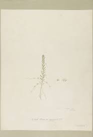 Cuscuta epilinum Weihe | Plants of the World Online | Kew Science