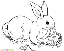 20 koleksi sketsa gambar hewan terbaru 2019 gambar pedia sketsa gambar hewan cara menggambar kelinci dengan mudah untuk anda yang menyukai gambar kelinci disini kami akan. 5000 Koleksi Gambar Hewan Kelinci Sketsa Gratis Gambar Hewan