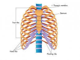 3d illustration of human skeleton system rib cage anatomy (posterior view). Back Pain And Slipped Rib