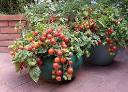 The Secret To Container Vegetable Gardening