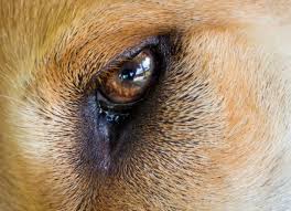 dog eye infections in new borns new