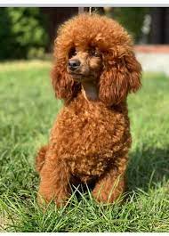 russian import toy poodle sire red