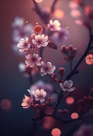 cherry blossom wallpapers for iphone
