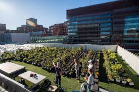 Rooftop Farm Provides Nutritious Food