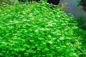 hydrocotyle tripara care guide for