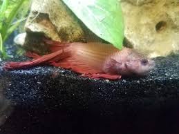 If kept in the same fish tank male betta fish live longer than female thus, if you want a longer lasting relationship with your fish. 1 5 Year Old Male Betta Very Pale And Lethargic Wont Eat Help Bettafish