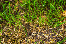 how to use potting soil to seed a lawn