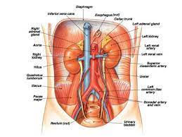 .urinaria sistem urinaria terdiri dari beberapa organ utama, yaitu: Http Perpus Fikumj Ac Id Index Php P Fstream Pdf Fid 3281 Bid 3307