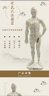Chinese Medical Human Body Acupuncture Point Model Meridian Model Of Acupuncture Points Moxibustion Model Acupuncture Manikin