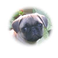 Since puppy mills often sell pugs to the local pet stores in houston, you may want to be careful. Houston Pug Puppies Pug Puppies Pugs Puppies