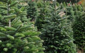 the norway spruce