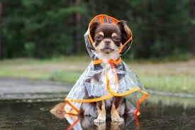 The 25 Best Dog Raincoats Of 2019 Pet Life Today