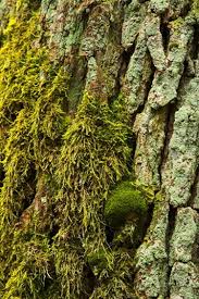 how to remove moss lichen from the