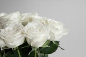 white rose images free on