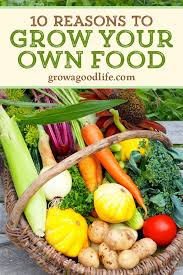 10 Reasons To Grow A Vegetable Garden