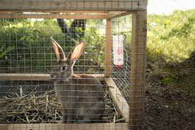 diy rabbit hutch plan for a cozy bunny