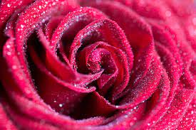 red rose with drops close up free stock