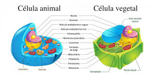 célula eucariota concepto tipos