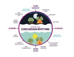 circadian rhythm and your mental health