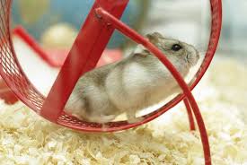 cage size for hamsters