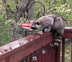 Also, be sure to remove any branches that might help them climb their way to your attic or provide leaves for padding for a den under your deck or shed. How To Get Rid Of Raccoons