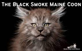 the black smoke maine everything