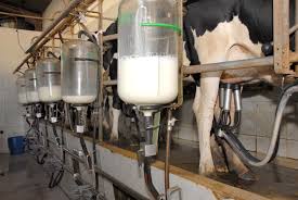 Resultado de imagem para ordenha de vacas leiteiras
