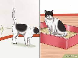 Even female cats can spray, and even if they were spayed before they had their first heat cycle. How To Stop A Male Cat From Spraying 11 Steps With Pictures