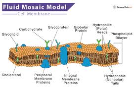 a level biology biological membranes