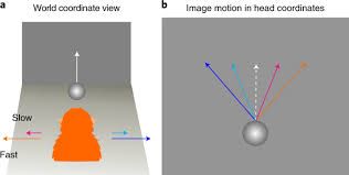 flexible coding of object motion in