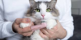 cat bleeding from mouth causes