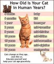 caring for your aging cat plus how to