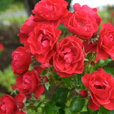 flower carpet scarlet rose finegardening
