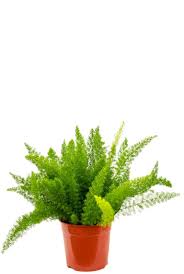 The asparagus fern is a beautiful foliage plant with feathery leaves growing on cascading vines. Asparagus Densiflorus Meyers Zimmerpflanze Von 60 Cm Kaufen 123zimmerpflanzen