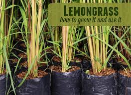 lemongr how to grow it and use it